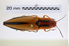 Foto (Dorsalansicht) von Semiotus lafertei (Candèze, 1857) (NHMW-ZOO-COL-0008235)